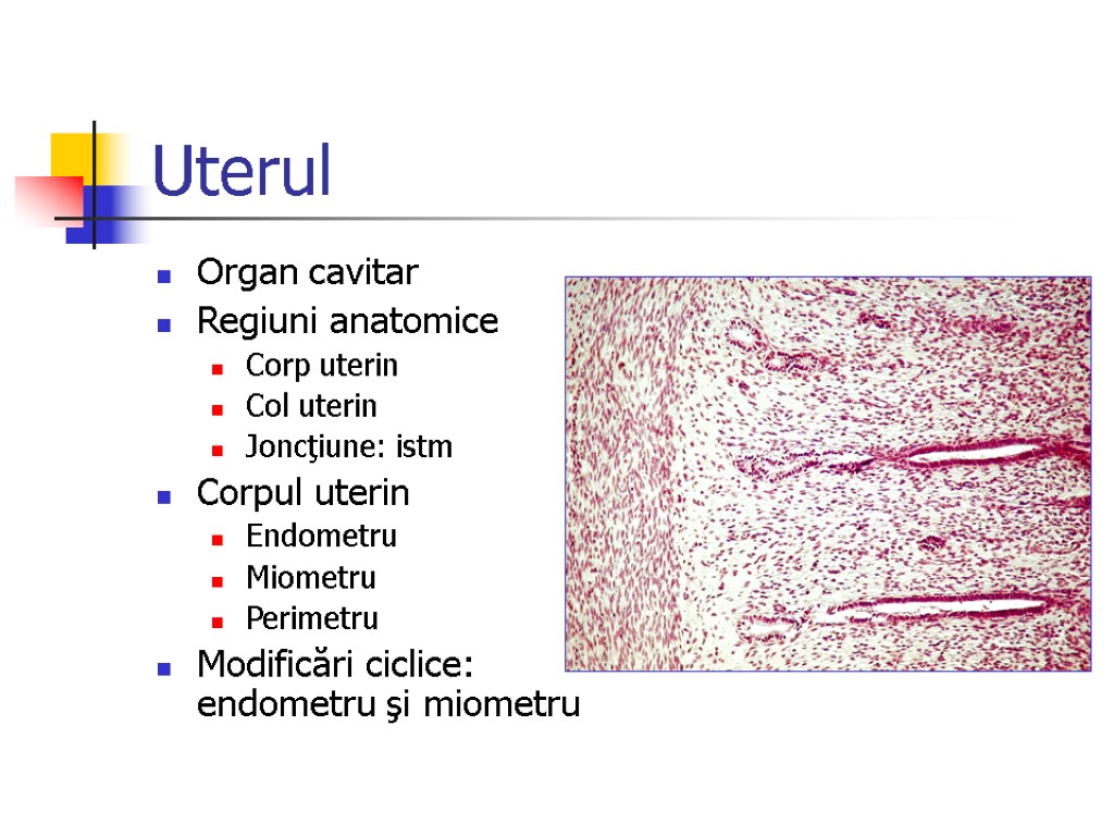 Uterul Organ cavitar Regiuni anatomice Corp uterin Col uterin Joncţiune: istm Corpul uterin Endometru